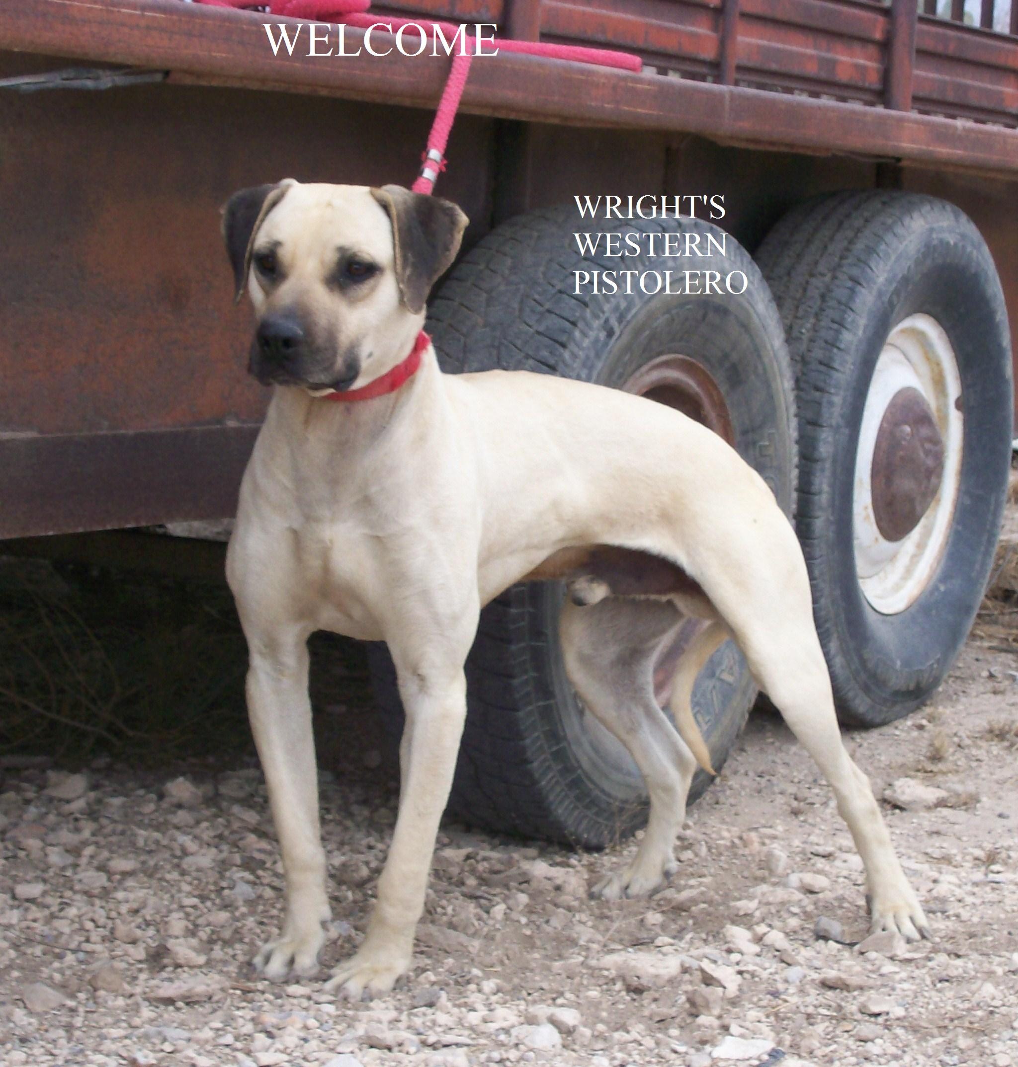 black mouth cur dogs for sale